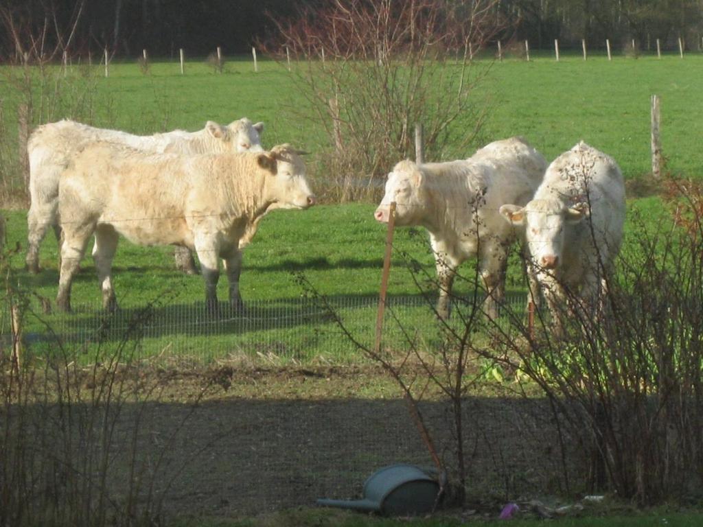 Vauxaillon Au Jardin Fleuriヴィラ エクステリア 写真